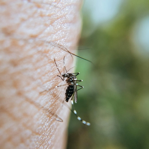 Alerta por el primer caso de dengue local en Uruguay.