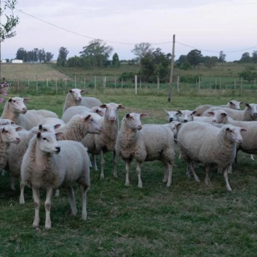 Impulso a la producción lechera ovina en Uruguay.