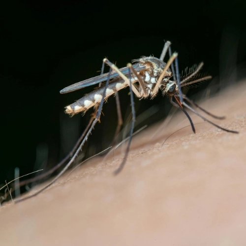 Frente al brote de dengue, Salto intensifica la limpieza y promueve el uso de repelentes.