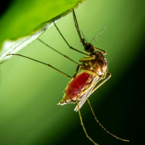 Un caso fatal de dengue en Salto moviliza esfuerzos nacionales.