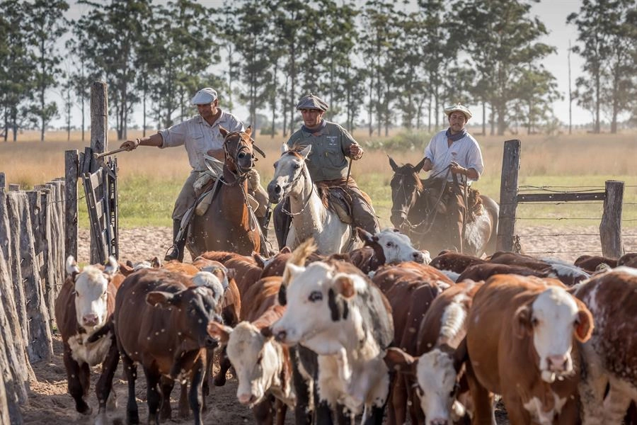Fotografía cedida por TAFS donde se observan a unos vaqueros arreando ganado. EFE/ Nico Perez.