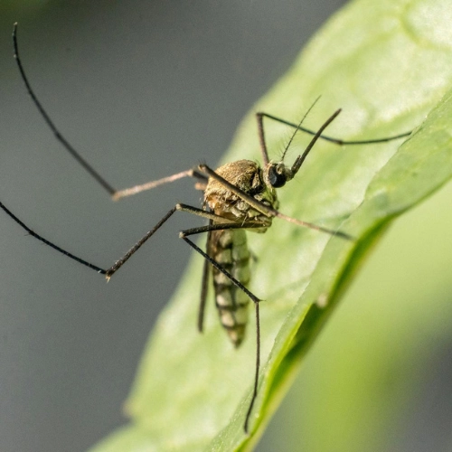 Alerta en Salto por aumento de casos de dengue.