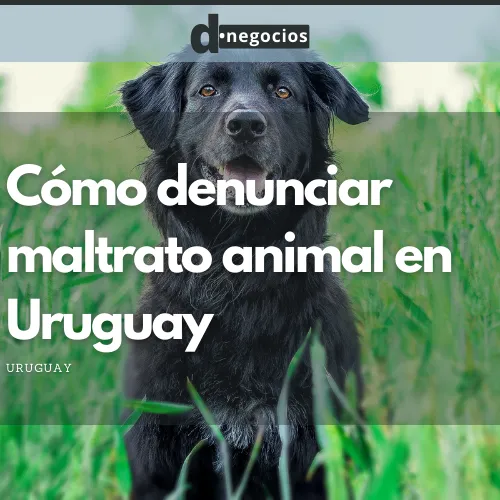 Cómo denunciar maltrato animal en Uruguay