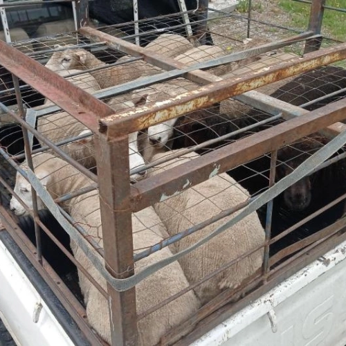Intervención policial en transporte irregular de ovinos en Ruta 56.