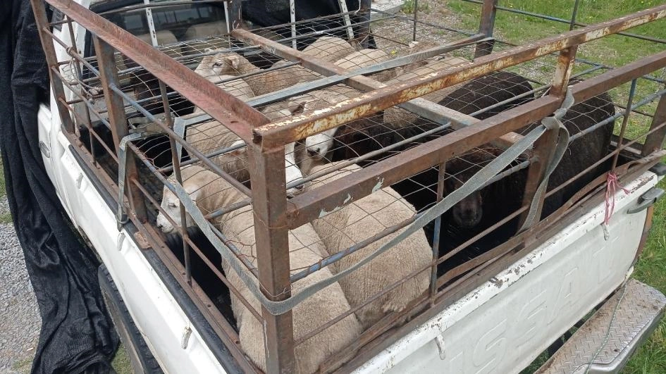 Incautación de corderos en carretera uruguaya.