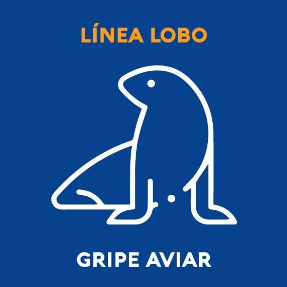 Línea Lobo para para notificar Gripe Aviar a través de WhatsApp al 09800 5626.