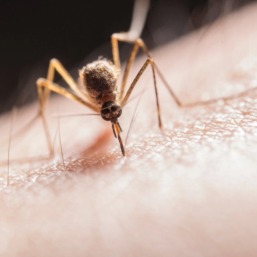 Guía para la protección contra mosquitos.