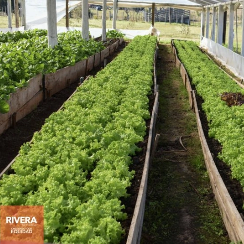 Taller sobre Horticultura Agroecológica en Rivera.